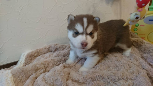 シベリアンハスキー photo puppy
