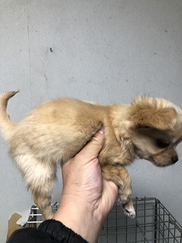 チワワの子犬の子犬　ブリーダー　子犬子猫販売の専門店AngelWan 横浜