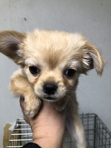 チワワの子犬の子犬　ブリーダー　子犬子猫販売の専門店AngelWan 横浜