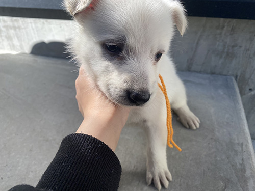 ホワイトシェパードの子犬　ブリーダー　子犬子猫販売の専門店AngelWan 横浜