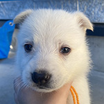 ホワイトシェパードの子犬　ブリーダー　子犬子猫販売の専門店AngelWan 横浜