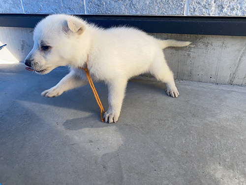 ホワイトシェパードの子犬　ブリーダー　子犬子猫販売の専門店AngelWan 横浜