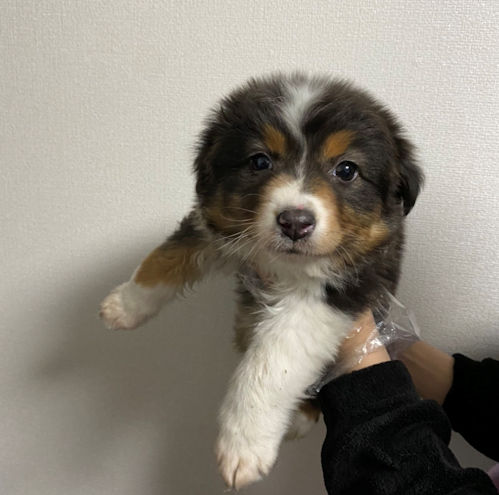 AustralianShepherd ♀　ブラックトライ