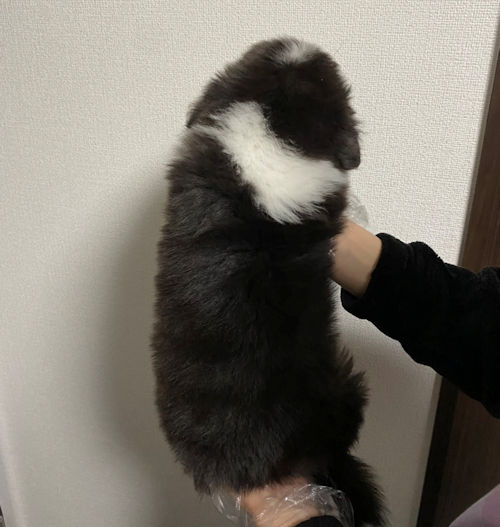 子犬　ブリーダー　AustralianShepherd　画像