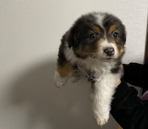 仔犬　画像　オーストラリアンシェパード　フルカラー