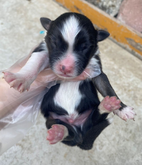 AustralianShepherd　puppy　子犬直販