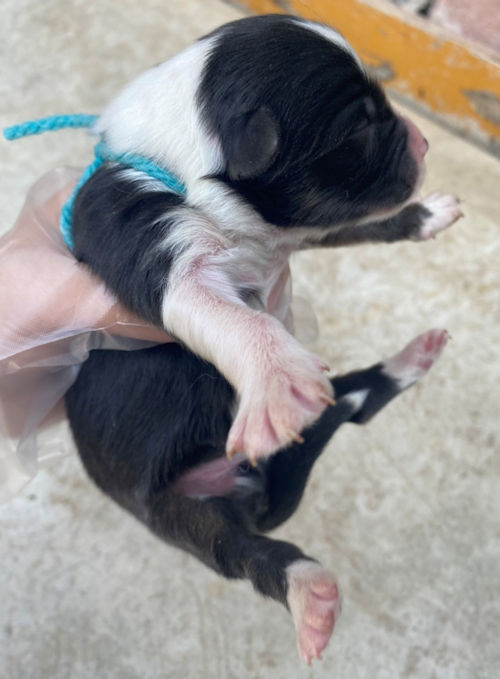 ブラックトライ　オス　オーストラリアンシェパード