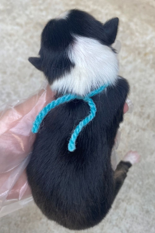 こいぬ　オゥシー　男の子