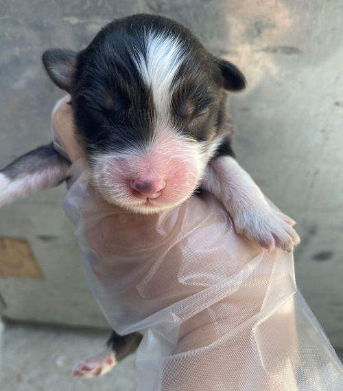 ご家族募集中　写真　子犬