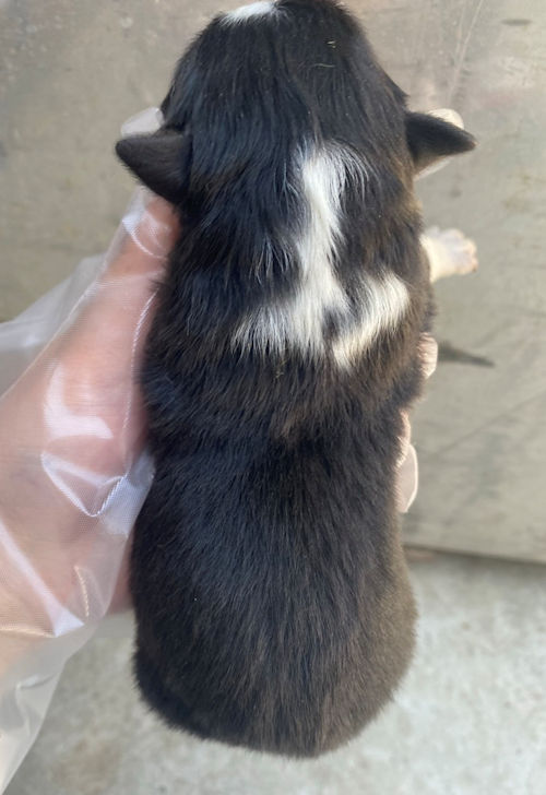 AustralianShepherd　puppy　male