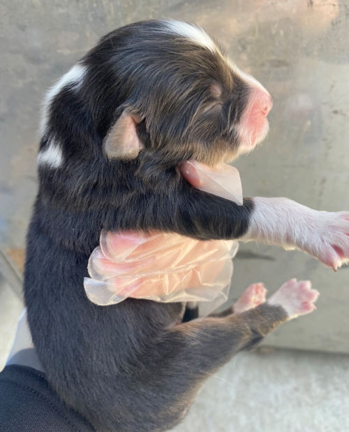 オゥシー　仔犬画像　かわいい