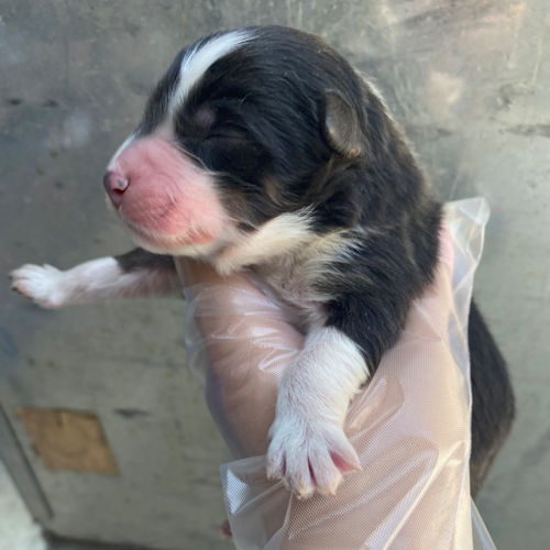 オゥシー　こいぬ　おす