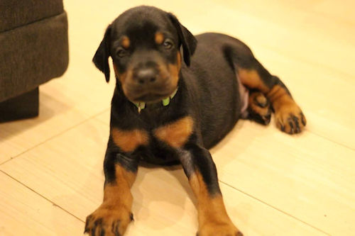 ドーベルマン　ブリーダー直販　仔犬