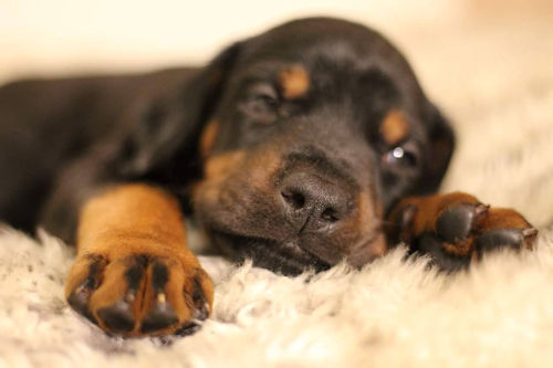 ドーベルマン　画像　仔犬