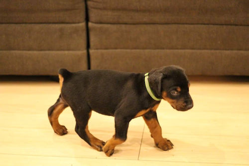 Dorberman　puppy　male