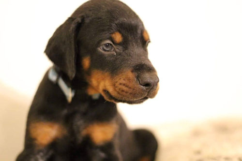 ドーベルマン　子犬出産　家族募集中