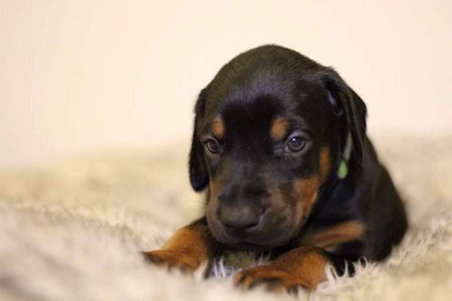 ドーベルマン　ブリーダー直販　見学可能