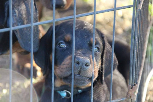 警察犬　カードドッグ　PD