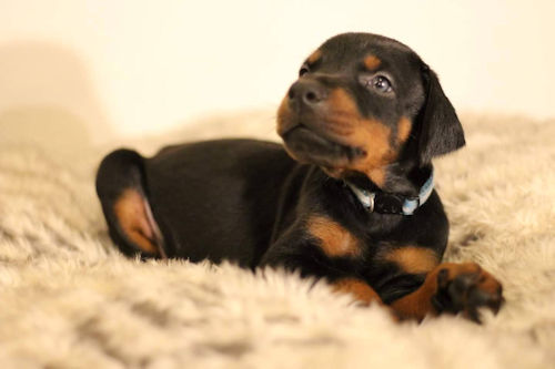 Dorberman　puppy　写真