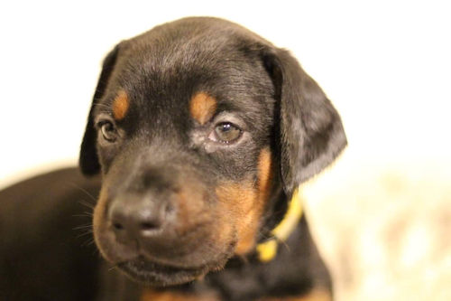 ブリーダー直販　家庭犬　可愛い