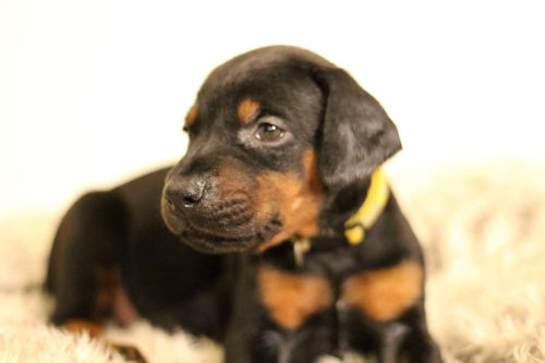 こいぬ　写真　画像