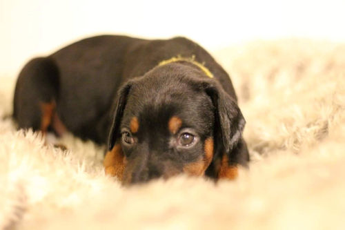 Dorberman　画像　こいぬ