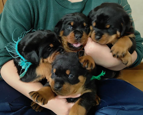 ロットワイラー ブリーダー ペットショップ