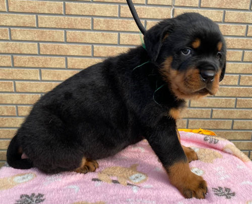 ロットワイラー ガードドッグ JKC