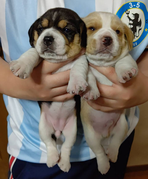 ビーグル　仔犬　ブリーダー直販