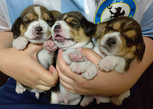 ビーグル　可愛い　こいぬ　画像