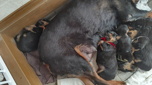 rottweiler ブリーダー直販 画像