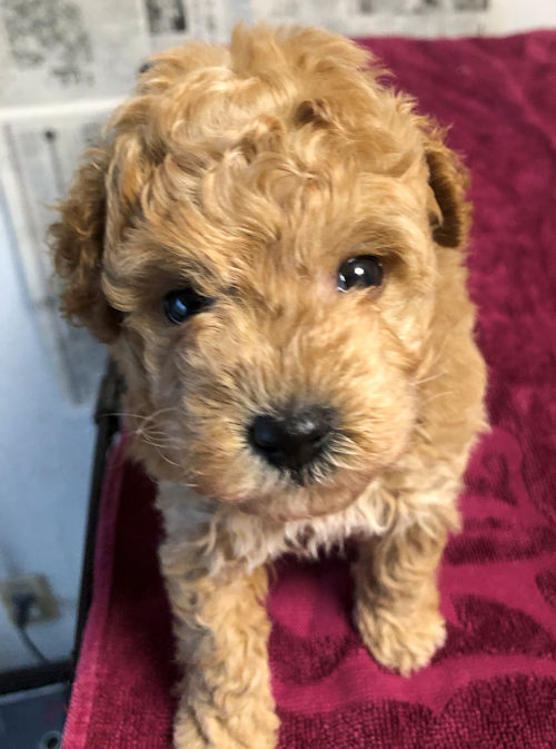 子犬画像　トイプードル　ふわふわ