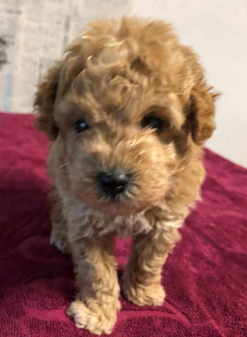 toypoodle　ブリーダー直販　画像