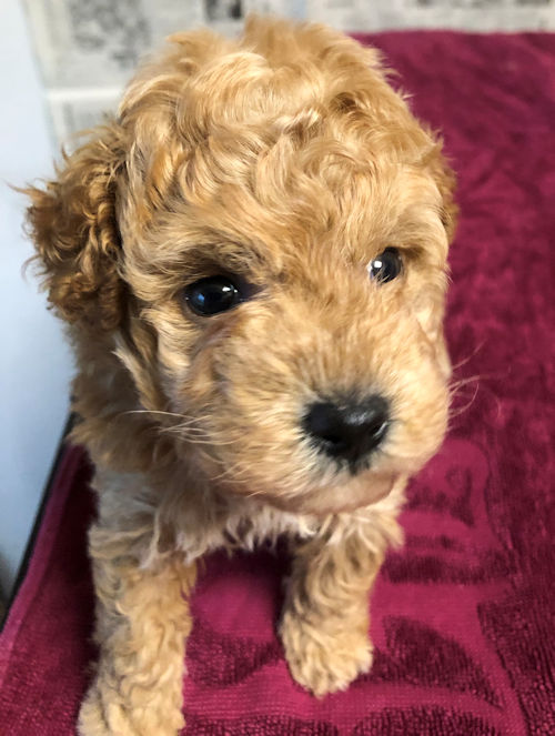 トイプードル　ブリーダー　ふわふわ