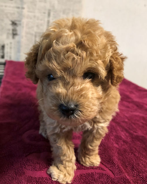 ブリーダー直販　トイプードル　アプリコット