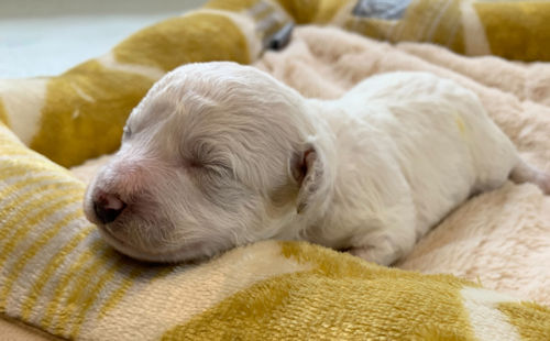 BichonFrise puppy Picture