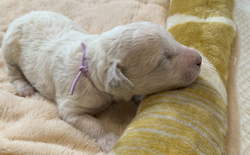 ビションフリーゼ　子犬　写真