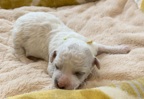 ビションフリーゼ　可愛い　写真