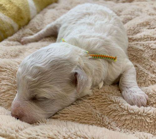 ビションフリーゼ　小型犬　ふわふわ