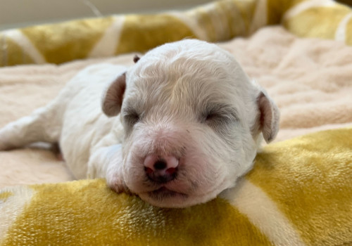 ビションフリーゼ　ふわふわ　もこもこ