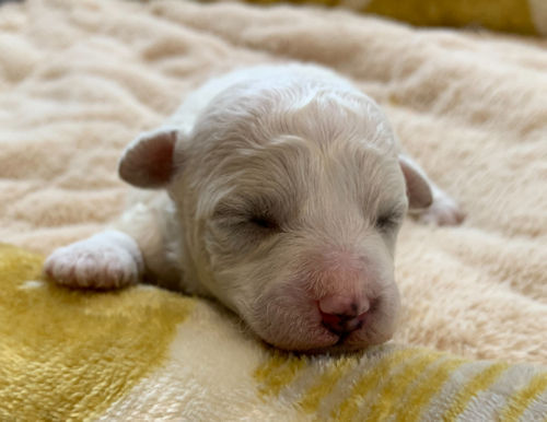 ビションフリーゼ　ブリーダー　京都