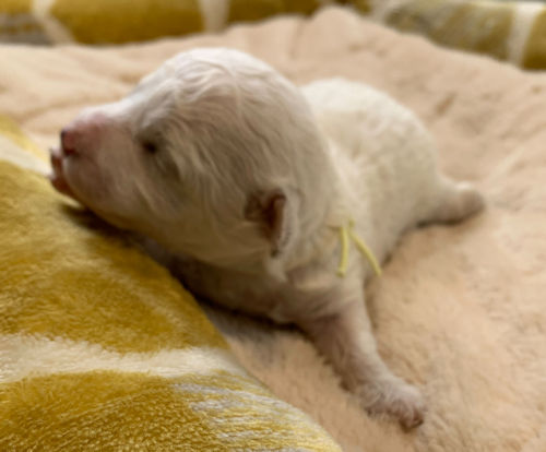 ビションフリーゼ　ブリーダー　茨城