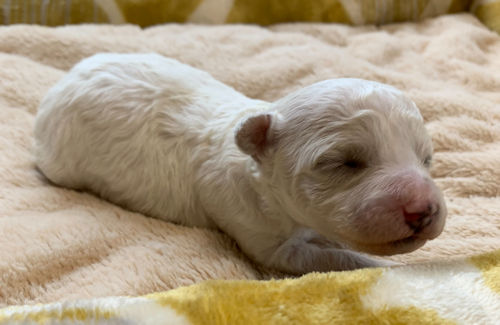 ビションフリーゼ　ブリーダー　神奈川