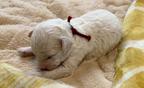 ビションフリーゼ　金額　こいぬ