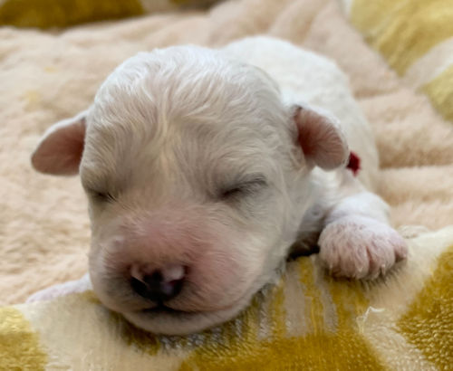 ビションフリーゼ　子犬直販　ブリーダー