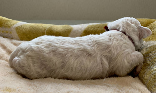 ビションフリーゼ　画像　かわいい