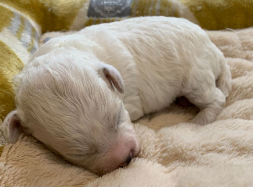 ビションフリーゼ　散歩　人気