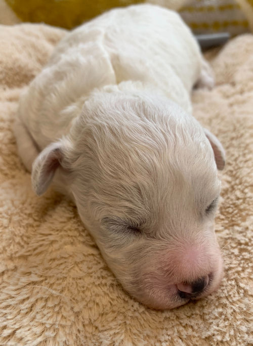 ビションフリーゼ　アフロカット　トリミング