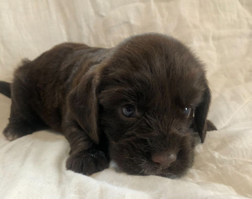 EnglishCockerSpaniel puppy photo
