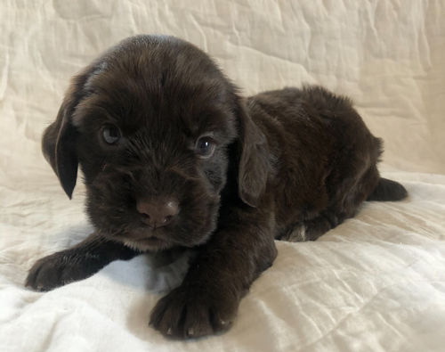 ブリーダー直販　インギー　子犬